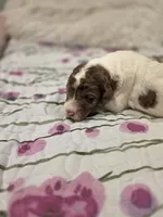 Windsor, a male Sheepadoodle and Poodle - Standard  for sale in Raleigh, NC – 6 of 6