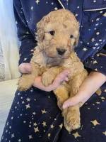 Lenny , a male Poodle - Miniature  and Miniature Goldendoodle for sale in Raleigh, NC – 3 of 3