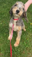 Dash, a male Aussiedoodle for sale in Raleigh, NC – 2 of 6