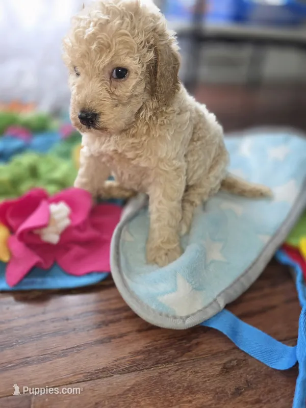 Peony – Poodle - Miniature , Miniature Goldendoodle puppy for sale in Raleigh, NC