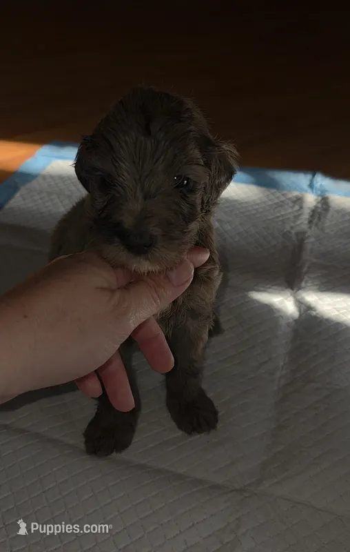 Marble – Sheepadoodle, Poodle - Standard  puppy for sale in Raleigh, NC