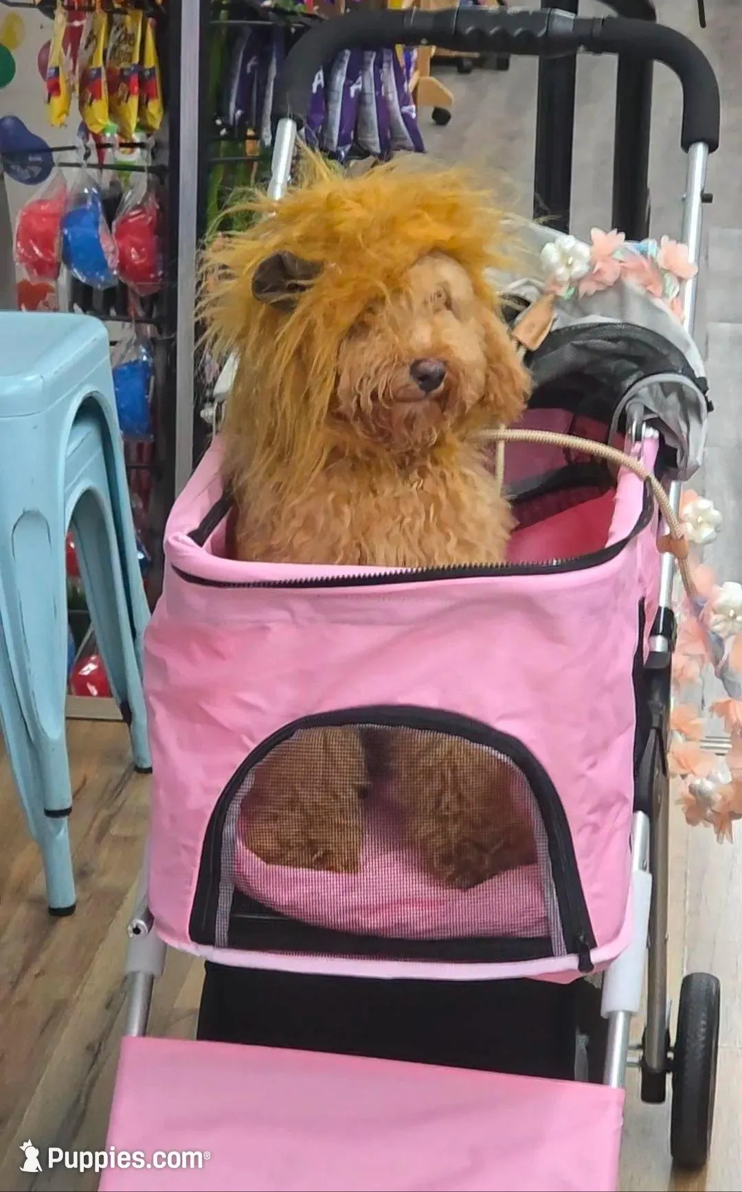 Ellie – Goldendoodle, Poodle - Miniature  puppy for sale in Raleigh, NC