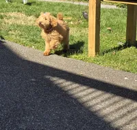 Ellie, a female Goldendoodle and Poodle - Miniature  for sale in Raleigh, NC – Photo 4 of 4
