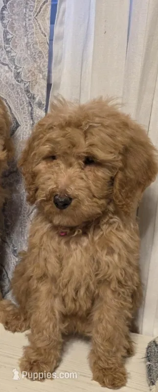 Ellie – Goldendoodle, Poodle - Miniature  puppy for sale in Raleigh, NC