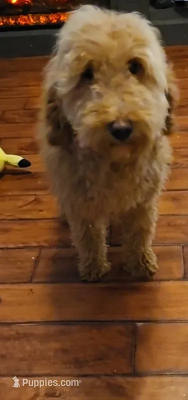 Ellie – Goldendoodle, Poodle - Miniature  puppy for sale in Raleigh, NC