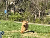 Ellie, a female Goldendoodle and Poodle - Miniature  for sale in Raleigh, NC – Photo 3 of 4
