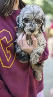 Stella, a female Goldendoodle and Poodle - Miniature  for sale in Raleigh, NC – 5 of 9