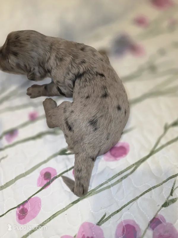 Stella – Sheepadoodle, Poodle - Standard  puppy for sale in Raleigh, NC