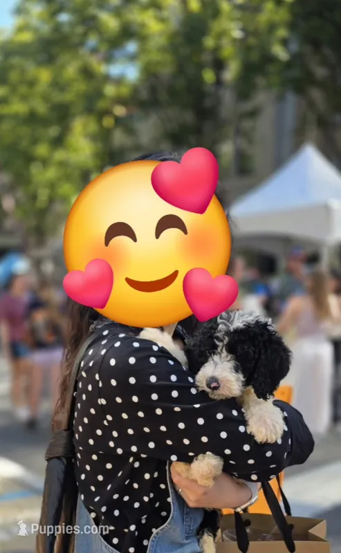 Oreo – Sheepadoodle, Poodle - Standard  puppy for sale in Raleigh, NC