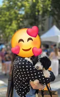 Oreo, a male Sheepadoodle and Poodle - Standard  for sale in Raleigh, NC – 1 of 2