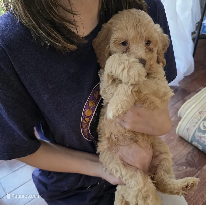 Lexi – Poodle - Miniature , Miniature Goldendoodle puppy for sale in Raleigh, NC