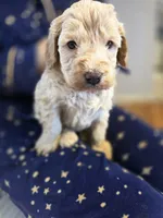 Lexi, a female Poodle - Miniature  and Miniature Goldendoodle for sale in Raleigh, NC – 3 of 4