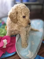 Peony, a female Poodle - Miniature  and Miniature Goldendoodle for sale in Raleigh, NC – 2 of 4