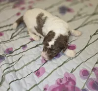 Windsor, a male Sheepadoodle and Poodle - Standard  for sale in Raleigh, NC – 5 of 6