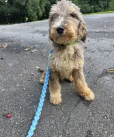 Dash, a male Aussiedoodle and Poodle - Standard  for sale in Raleigh, NC – 3 of 6