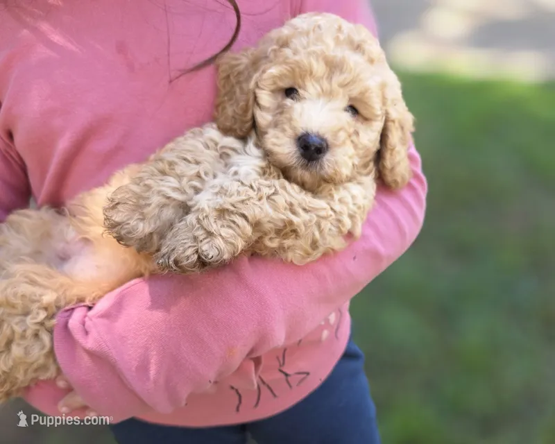 Lenny  – Poodle - Miniature , Miniature Goldendoodle puppy for sale in Raleigh, NC