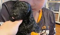 Onix, a male Poodle - Miniature  and Miniature Goldendoodle for sale in Raleigh, NC – 2 of 2
