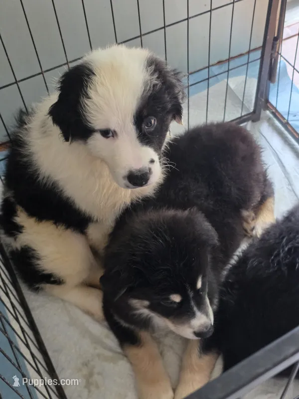 Benji – Australian Shepherd puppy for sale in Raleigh, NC