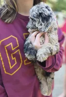 Stella, a female Goldendoodle and Poodle - Miniature  for sale in Raleigh, NC – 8 of 9