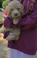 Lexi, a female Poodle - Miniature  and Miniature Goldendoodle for sale in Raleigh, NC – 3 of 4