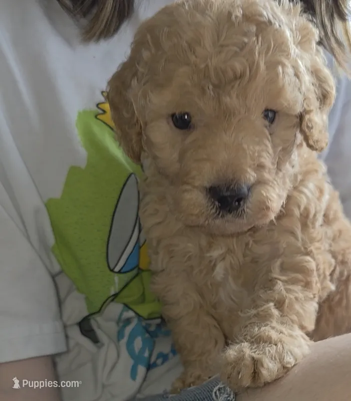 Lenny  – Poodle - Miniature , Miniature Goldendoodle puppy for sale in Raleigh, NC