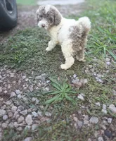 Windsor, a male Sheepadoodle and Poodle - Standard  for sale in Raleigh, NC – 4 of 4