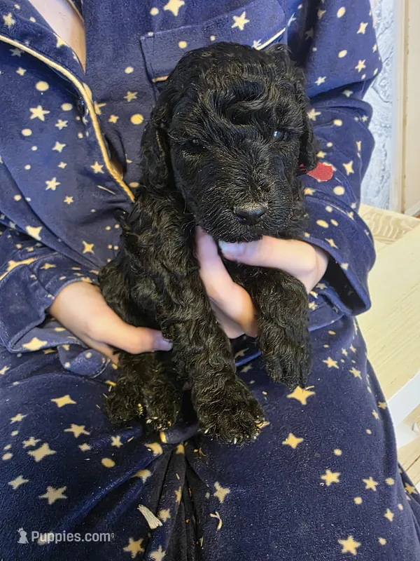 Onix – Poodle - Miniature , Miniature Goldendoodle puppy for sale in Raleigh, NC