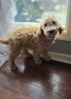 Lexi, a female Goldendoodle and Poodle - Miniature  for sale in Raleigh, NC – Photo 1 of 4