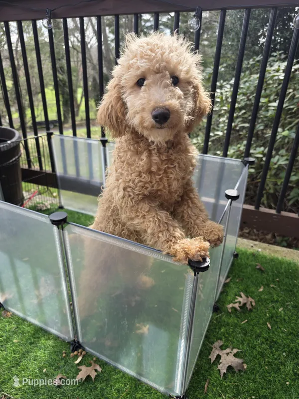 Dulce – Goldendoodle, Poodle - Miniature  puppy for sale in Raleigh, NC