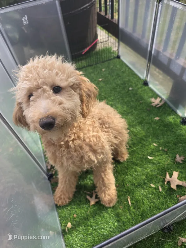 Dulce – Goldendoodle, Poodle - Miniature  puppy for sale in Raleigh, NC