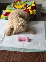 Lexi, a female Goldendoodle and Poodle - Miniature  for sale in Raleigh, NC – Photo 4 of 4