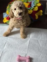 Lexi, a female Goldendoodle and Poodle - Miniature  for sale in Raleigh, NC – Photo 3 of 4