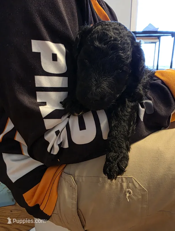 Onix – Poodle - Miniature , Miniature Goldendoodle puppy for sale in Raleigh, NC