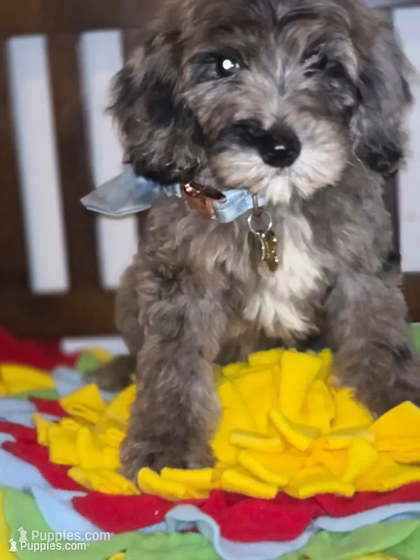 Blue – Sheepadoodle, Poodle - Standard  puppy for sale in Raleigh, NC