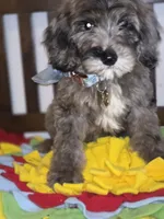 Blue, a male Sheepadoodle and Poodle - Standard  for sale in Raleigh, NC – 4 of 6