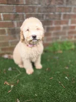 Ria, a female Aussiedoodle and Poodle - Standard  for sale in Raleigh, NC – Photo 2 of 2