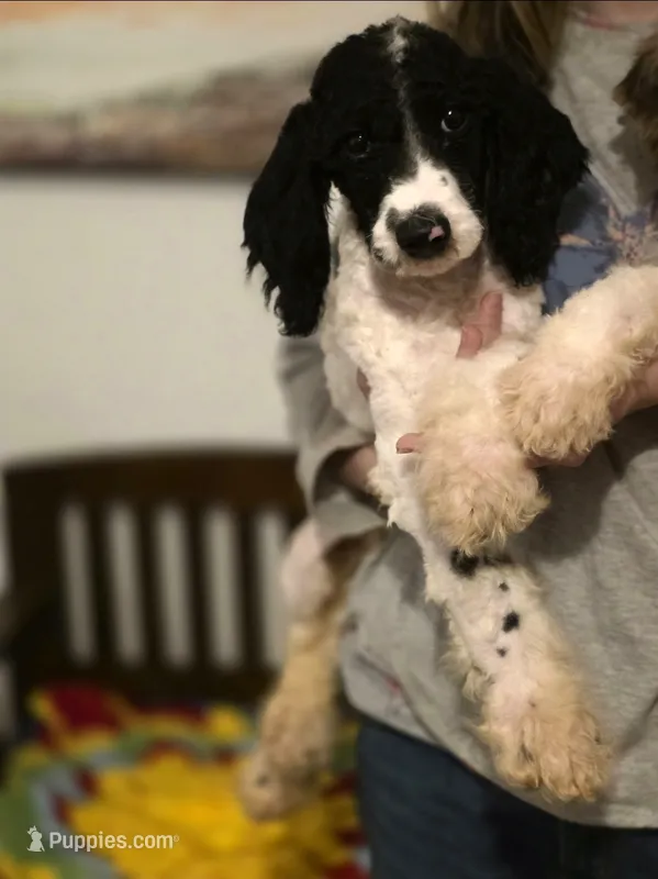 Oreo – Sheepadoodle, Poodle - Standard  puppy for sale in Raleigh, NC