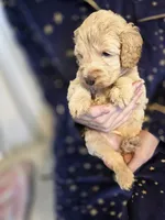 Lexi, a female Poodle - Miniature  and Miniature Goldendoodle for sale in Raleigh, NC – 4 of 4
