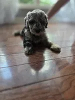 Stella, a female Goldendoodle and Poodle - Miniature  for sale in Raleigh, NC – 3 of 9