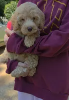 Lexi, a female Poodle - Miniature  and Miniature Goldendoodle for sale in Raleigh, NC – 2 of 4