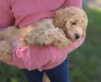 Lenny , a male Poodle - Miniature  and Miniature Goldendoodle for sale in Raleigh, NC – 2 of 4