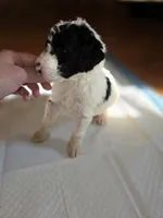 Oreo, a male Sheepadoodle and Poodle - Standard  for sale in Raleigh, NC – 3 of 3