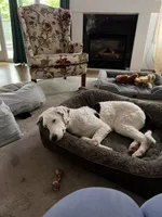 Honey Pearl, a female Sheepadoodle for sale in Seattle, WA – 3 of 4