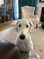 Honey Pearl, a female Sheepadoodle for sale in Seattle, WA – 4 of 4