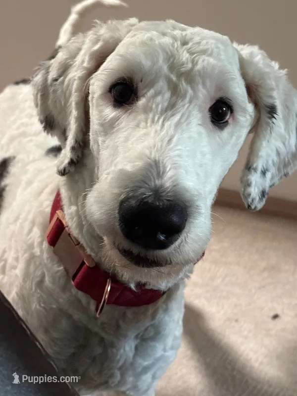 Honey Pearl – Sheepadoodle puppy for sale in Seattle, WA