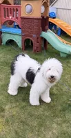 Honey Pearl, a female Sheepadoodle for sale in Seattle, WA – 2 of 4