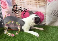 Quincy, a male Boston Terrier for sale in Dover, FL – 2 of 10
