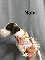 Nala, a female Jack Russell Terrier for sale in Dover, FL – 4 of 4