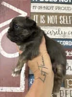 Mitch, a male Shih Tzu for sale in Dover, FL – 5 of 8