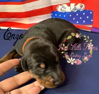 Enzo, a male Doberman Pinscher for sale in Dover, FL – 1 of 5